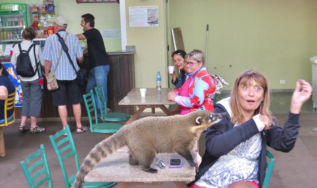 coati robando