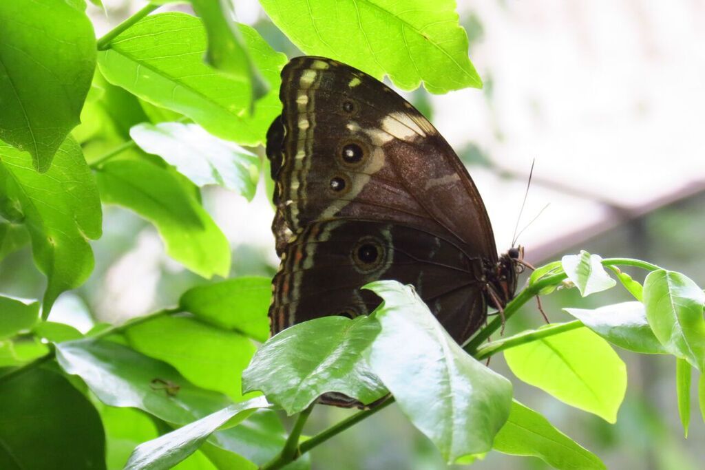 mariposa