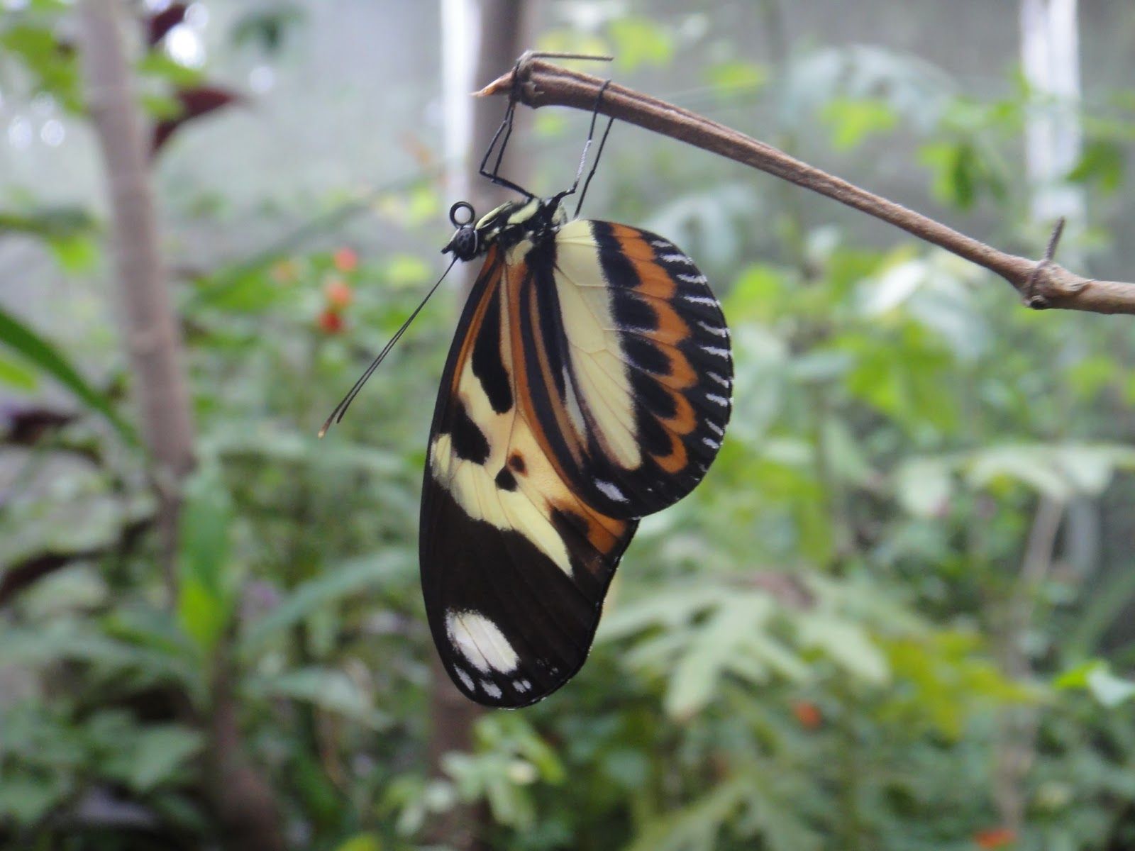 mariposario