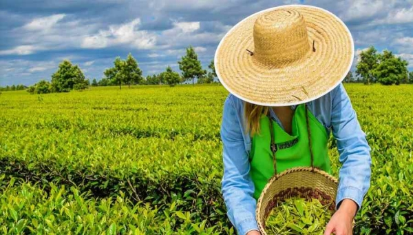 La ruta del té, Misiones Argentina